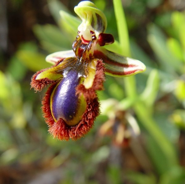 Ophrys